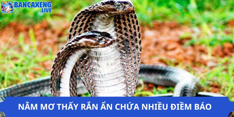 Nằm mơ thấy rắn ẩn chứa nhiều điềm báo 